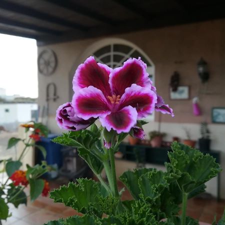 Appartement Casa Papi à Lajares Extérieur photo